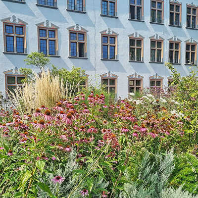Das neugestaltete Beet vor dem Kurfürstlichen Palais mit bunten Sommerblühern und Gräsern.