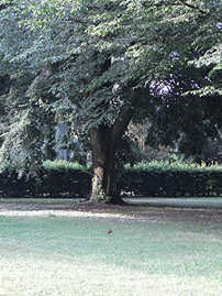 Baumgrab auf dem Hauptfriedhof Baumgrab auf dem Hauptfriedhof