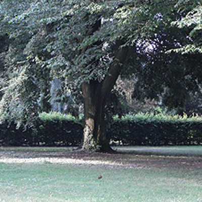 Baumgrab auf dem Hauptfriedhof