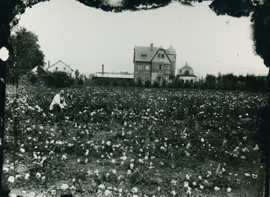 Peter Lambert in einem Rosenfeld vor seiner Villa (Stadtarchiv Trier, Nachlass Hoevel)