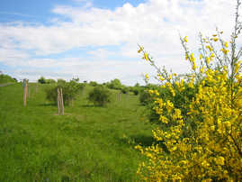 Foto: AVG-Streuobstwiese im Brettenbachtal